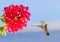 Flying hummingbird hovers in front of red flower