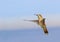 Flying hummingbird hovers in sky