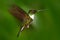 Flying hummingbird. Hummingbird in the green forest with open wings. Collared Inca, Coeligena torquata, hummingbird from Mindo for