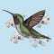 Flying hummingbird illustration drawn in pen with digital color