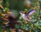 Flying Hummingbird with some flowers