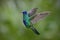 Flying hummingbird Sparkling Violetear with green forest background