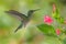 Flying hummingbird White-necked Jacobin
