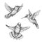 Flying Hummingbirds Sketch