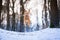 Flying hungarian vizsla pointer dog on snow