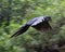 A flying Hyacinth macaw in woods