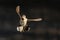 Flying Immature Male Anna\\\'s Hummingbird In Flight