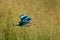 Flying Indian Roller in Fujairah National Dairy Farm in UAE