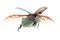 Flying insect beetle