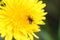 A flying insect burrowing into the petals of a dandelion flower looking for nectar