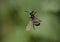 Flying insect caught in a spider`s web