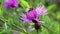 Flying insect on purple flower