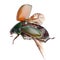 Flying insect scarab beetle