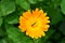 The flying insect `Syrphidae` sits on the yellow flower `Calendula`