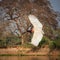 Flying jabiru stork comes in for landing on shoreline of river