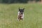 Flying Japanese terrier in the field on lure coursing competition