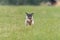 Flying Japanese terrier in the field on lure coursing competition