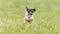 Flying Japanese terrier in the field on lure coursing competition