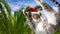 Flying or jumping funny tabby santa cat in red hat on vacation paradise palm tree background. Christmas panoramic greeting card,