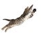 Flying or jumping kitten cat isolated