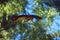 Flying, jumping squirrel in the forest