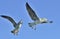 Flying Juvenile Dominican gulls. Blue sky background