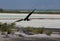 Flying juvenile frigatebird