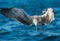 Flying Juvenile Kelp gull