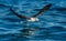 Flying Juvenile Kelp gull