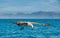 Flying Juvenile Kelp gull