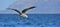 Flying juvenile Kelp gull. Blue natural background
