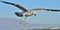 Flying Juvenile Kelp gull. Blue sky background.