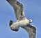 Flying Juvenile Kelp gull. Blue sky background.