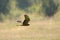 Flying juvenile Montagus harrier over the meadow