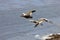 Flying Kelp Geese, Falkland Islands