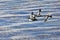 Flying Kelp Geese, Falkland Islands