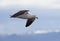 Flying Kelp Gull