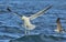 Flying Kelp gull