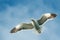 Flying kelp gull. Front view