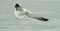 Flying kelp gull (Larus dominicanus),