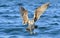 Flying Kelp gull Larus dominicanus