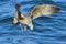 Flying Kelp gull Larus dominicanus