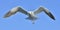 Flying Kelp gull Larus dominicanus