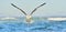 Flying Kelp gull (Larus dominicanus), also known as the Dominica