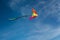 Flying a kite. Bright kite against the blue sky. Sunny day