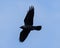 Flying Large-billed crow against a clear blue sky