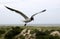 Flying Laughing Gull