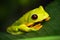 Flying Leaf Frog, Agalychnis spurrelli, green frog sitting on the leaves, tree frog in the nature habitat, Corcovado, Costa Rica