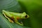 Flying Leaf Frog, Agalychnis spurrelli, green frog sitting on the leaves, tree frog in the nature habitat, Corcovado, Costa Rica