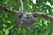 Flying Lemur